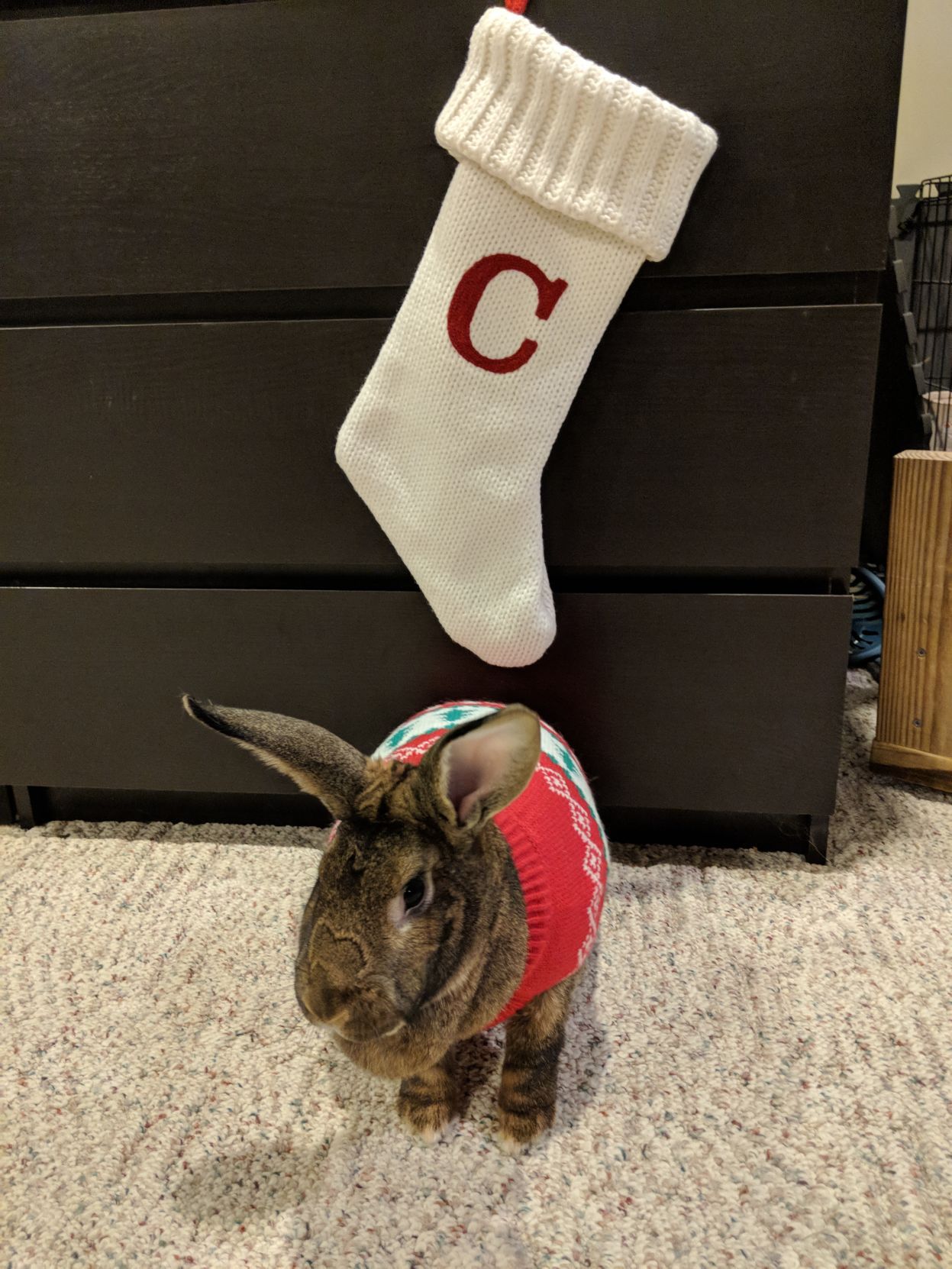 The Times Cutest Pets of Winter 2018
